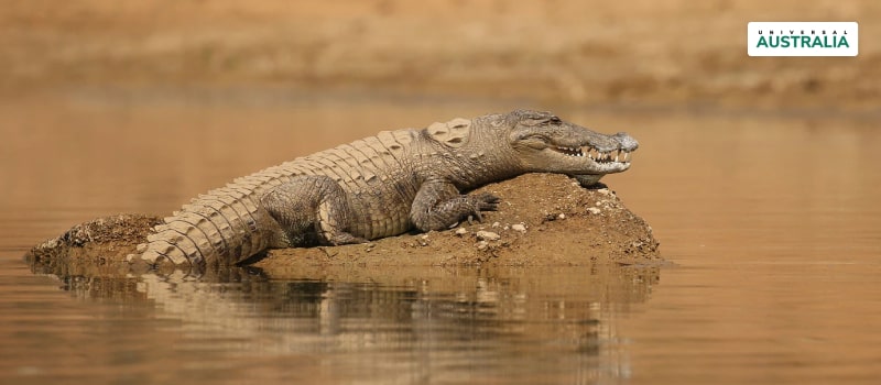 Go Spotting Wild Crocodiles