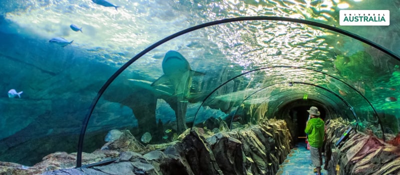 Visit Sydney Aquarium