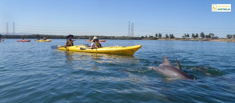 Go For A Kayak Tour To Adelaide Dolphin Sanctuary