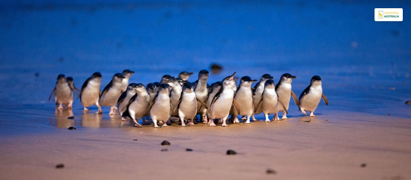 Spot The Penguins In Phillip Island
